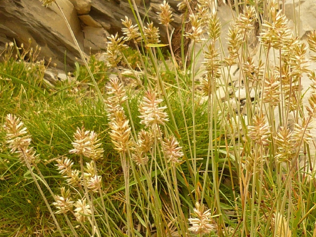 Oreochloa disticha subsp. blanka (Poaceae)